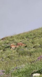Горные козлы на склонах горы Хуступ в Тавушской области, фото Никола Пашиняна