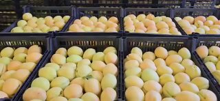 Армянские абрикосы в картонных коробках для экспорта в Польшу
