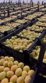 Погрузка армянских абрикосов для экспорта в Польшу, Тавушская область