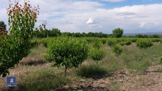 Фермер в Тавушской области у поля, иллюстрация к программе субсидирования кредитов